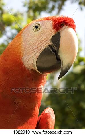 Mexican parrot View Large Photo Image Stock Image - Mexican parrot. Fotosearch