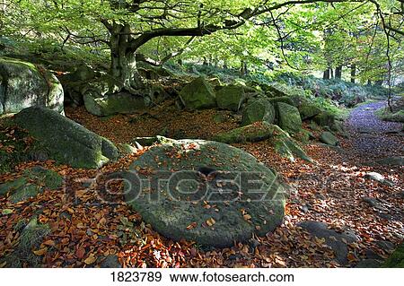 Stock Photo - Millstone in Padley Gorge, Derbyshire, England. Fotosearch