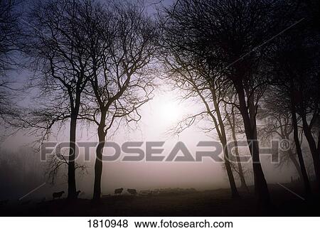 Stock Photo - Morning mist, Co Wicklow, Ireland. Fotosearch
