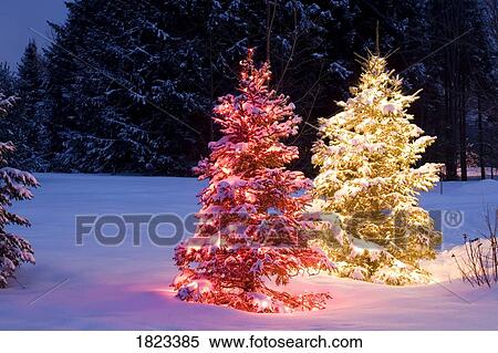 Outdoor Christmas trees View Large Photo Image Stock Photography - Outdoor Christmas trees. Fotosearch