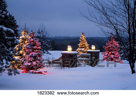 Stock Image - Outside trees decorated with lights. Fotosearch