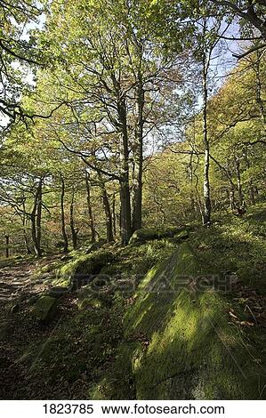 Stock Photography - Padley Gorge, Derbyshire, UK . Fotosearch