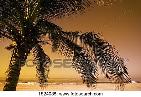Palm tree and sunset in Mexico View Large Photo Image Stock Photography - Palm tree and sunset in Mexico. Fotosearch