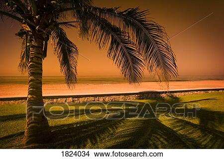 Palm tree in Mazatlan, Mexico View Large Photo Image Picture - Palm tree in Mazatlan, Mexico. Fotosearch