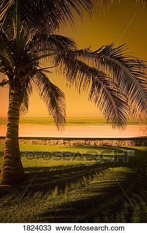 Palm tree in Mazatlan, Mexico View Large Photo Image Stock Image - Palm tree in Mazatlan, Mexico. Fotosearch