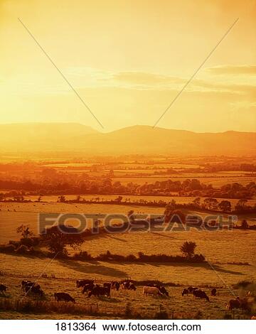 Pastoral, Mitchelstown, Co Cork, Ireland View Large Photo Image Picture - Pastoral, Mitchelstown, Co Cork, Ireland. Fotosearch