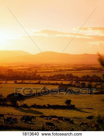 Pastoral, Mitchelstown, Co Cork, Ireland View Large Photo Image Stock Image - Pastoral, Mitchelstown, Co Cork, Ireland. Fotosearch
