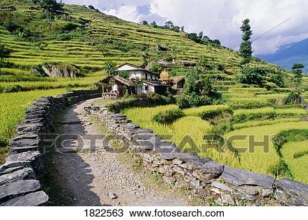 Stock Image - Path through terraced fields, Annapurna region, Nepal. Fotosearch
