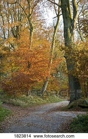Pathway in Autumn View Large Photo Image Picture - Pathway in Autumn. Fotosearch