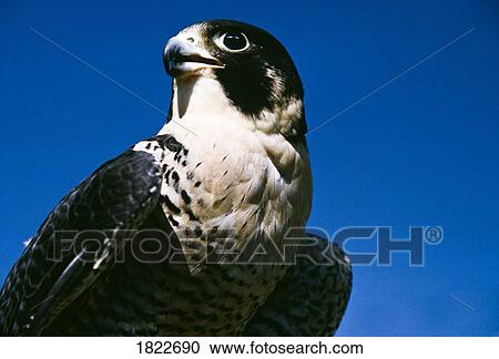 Peregrine falcon View Large Photo Image Stock Image - Peregrine falcon. Fotosearch