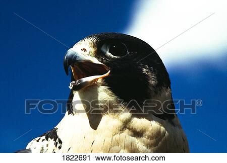 Peregrine falcon View Large Photo Image Stock Image - Peregrine falcon. Fotosearch