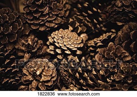 Pine cones View Large Photo Image Stock Photograph - Pine cones. Fotosearch