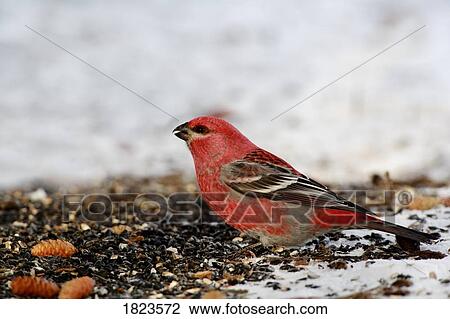 Stock Image - Pine Grosbeak, Pinicola enucleator, bird resting on the ground. Fotosearch