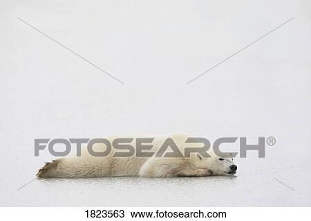 Polar bear laying down View Large Photo Image Stock Image - Polar bear laying down. Fotosearch