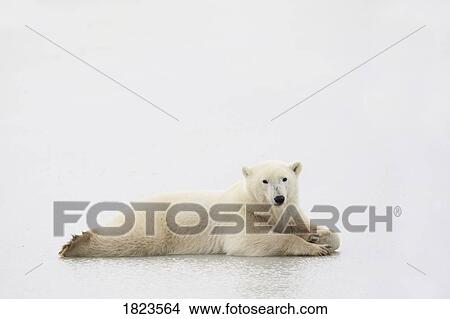 Polar Bear View Large Photo Image Picture - Polar Bear. Fotosearch