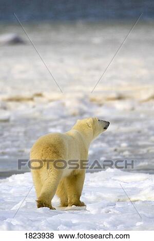 Polar Bear View Large Photo Image Stock Photo - Polar Bear. Fotosearch