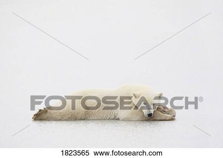 Polar bear View Large Photo Image Stock Photography - Polar bear. Fotosearch