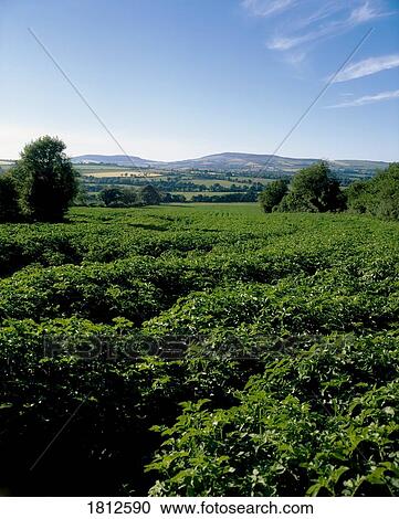 Potato farming, Carnew, Co Wicklow, Ireland View Large Photo Image Stock Image - Potato farming, Carnew, Co Wicklow, Ireland. Fotosearch
