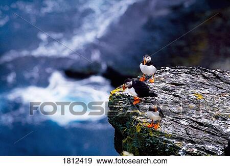Stock Photo - Puffins. Fotosearch