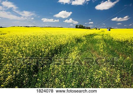 Stock Photo - Rapeseed field. Fotosearch