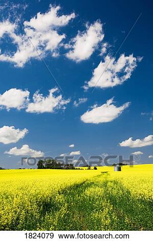 Rapeseed field View Large Photo Image Stock Photo - Rapeseed field. Fotosearch