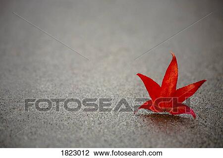 Red leaf on concrete View Large Photo Image Stock Image - Red leaf on concrete. Fotosearch