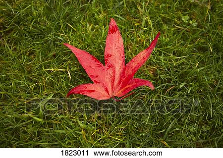 Red leaf on grass View Large Photo Image Stock Image - Red leaf on grass. Fotosearch