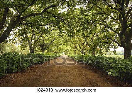 Stock Image - Road lined by trees. Fotosearch