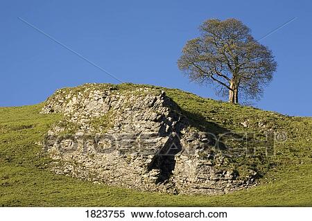Rock and tree, Peak District National Park, Derbyshire, England View Large Photo Image Stock Photography - Rock and tree, Peak District National Park, Derbyshire, England. Fotosearch