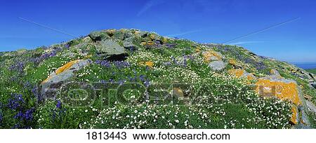 Rocks and wildflowers, Saltee Islands, Co Wexford, Ireland View Large Photo Image Stock Image - Rocks and wildflowers, Saltee Islands, Co Wexford, Ireland. Fotosearch