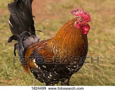 Rooster View Large Photo Image Stock Photo - Rooster. Fotosearch