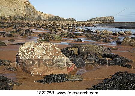 Stock Photo - Saltwick Bay at low tide, North Yorkshire, England. Fotosearch