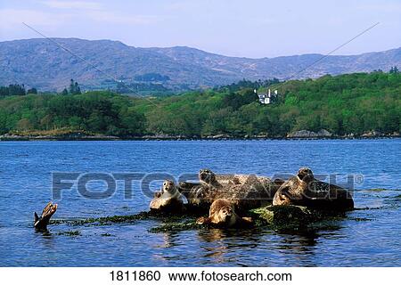 Seals, Glengarriff, Co Cork, Ireland View Large Photo Image Stock Image - Seals, Glengarriff, Co Cork, Ireland. Fotosearch