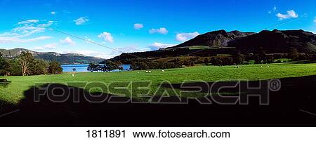 Sheep, Glencar Lake, Co Sligo, Ireland View Large Photo Image Stock Image - Sheep, Glencar Lake, Co Sligo, Ireland. Fotosearch