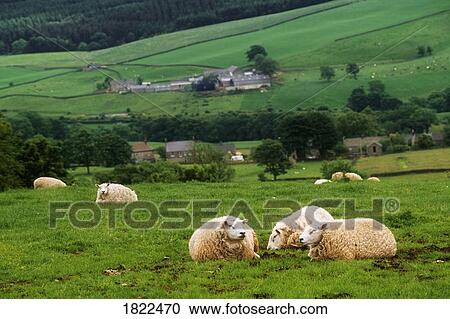 Sheep in field, Yorkshire Dales National Park, England View Large Photo Image Stock Image - Sheep in field, Yorkshire Dales National Park, England. Fotosearch