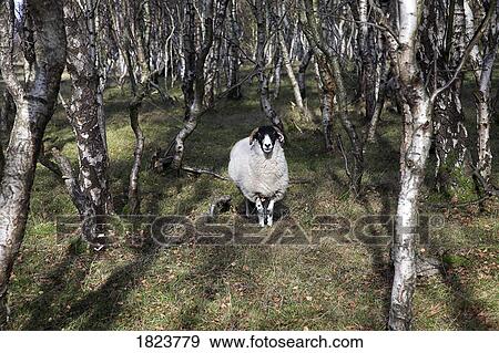 Sheep in silver birch trees View Large Photo Image Stock Photo - Sheep in silver birch trees . Fotosearch