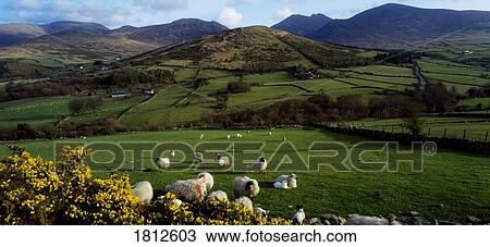 Sheep near Tullymore Forest Park, Mountains of Mourne, Co Down, Ireland View Large Photo Image Stock Image - Sheep near Tullymore Forest Park, Mountains of Mourne, Co Down, Ireland. Fotosearch