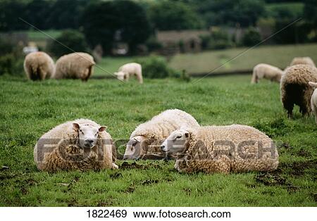 Stock Photo - Sheep, Yorkshire Dales National Park, England. Fotosearch