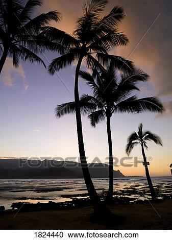 Stock Image - Silhouetted, palm trees on beach, Kauai, Hawaii . Fotosearch