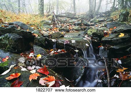 Stock Photo - Small stream, Shenandoah National Park, Virginia, U. S. A.. Fotosearch