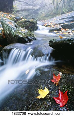 Small stream, Shenandoah National Park, Virginia, U. S. A. View Large Photo Image Stock Photo - Small stream, Shenandoah National Park, Virginia, U. S. A.. Fotosearch