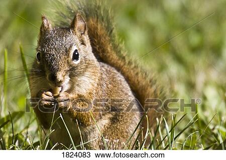 Squirrel eating a nut View Large Photo Image Stock Image - Squirrel eating a nut. Fotosearch