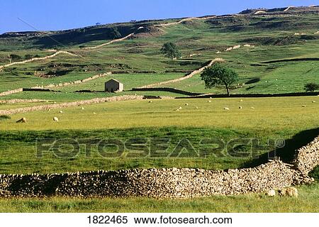Stone fences and fields, Yorkshire Dales National Park, England View Large Photo Image Stock Photography - Stone fences and fields, Yorkshire Dales National Park, England. Fotosearch