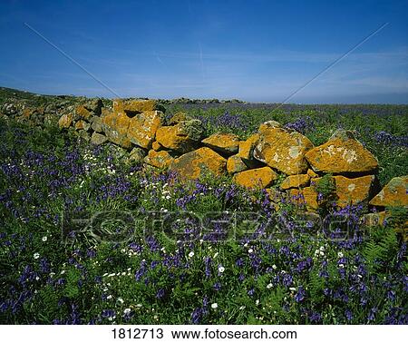 Stock Image - Stone wall and Wildflowers, Saltee Islands, Co Wexford, Ireland. Fotosearch