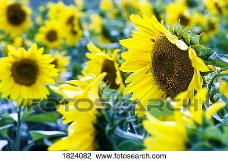 Sunflowers View Large Photo Image Stock Image - Sunflowers. Fotosearch