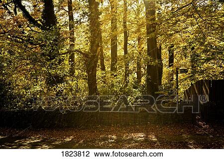 Sunlight through trees View Large Photo Image Stock Image - Sunlight through trees. Fotosearch