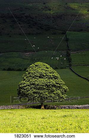 Sunlit tree in a wide open field, Derbyshire, England View Large Photo Image Stock Image - Sunlit tree in a wide open field, Derbyshire, England. Fotosearch