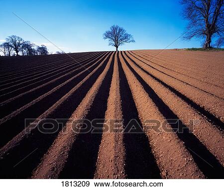 Sycamore Tree and ploughed field in winter, Ireland View Large Photo Image Stock Photo - Sycamore Tree and ploughed field in winter, Ireland. Fotosearch