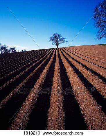 Sycamore tree, ploughed field in winter, Ireland View Large Photo Image Stock Image - Sycamore tree, ploughed field in winter, Ireland. Fotosearch