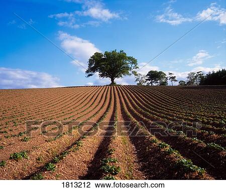 Sycamore tree, ploughed field & potatoes, Ireland View Large Photo Image Stock Image - Sycamore tree, ploughed field & potatoes, Ireland. Fotosearch